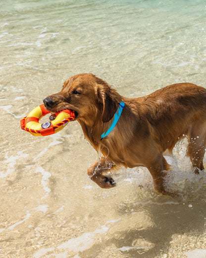 Life Ring Dog Toy - Orange