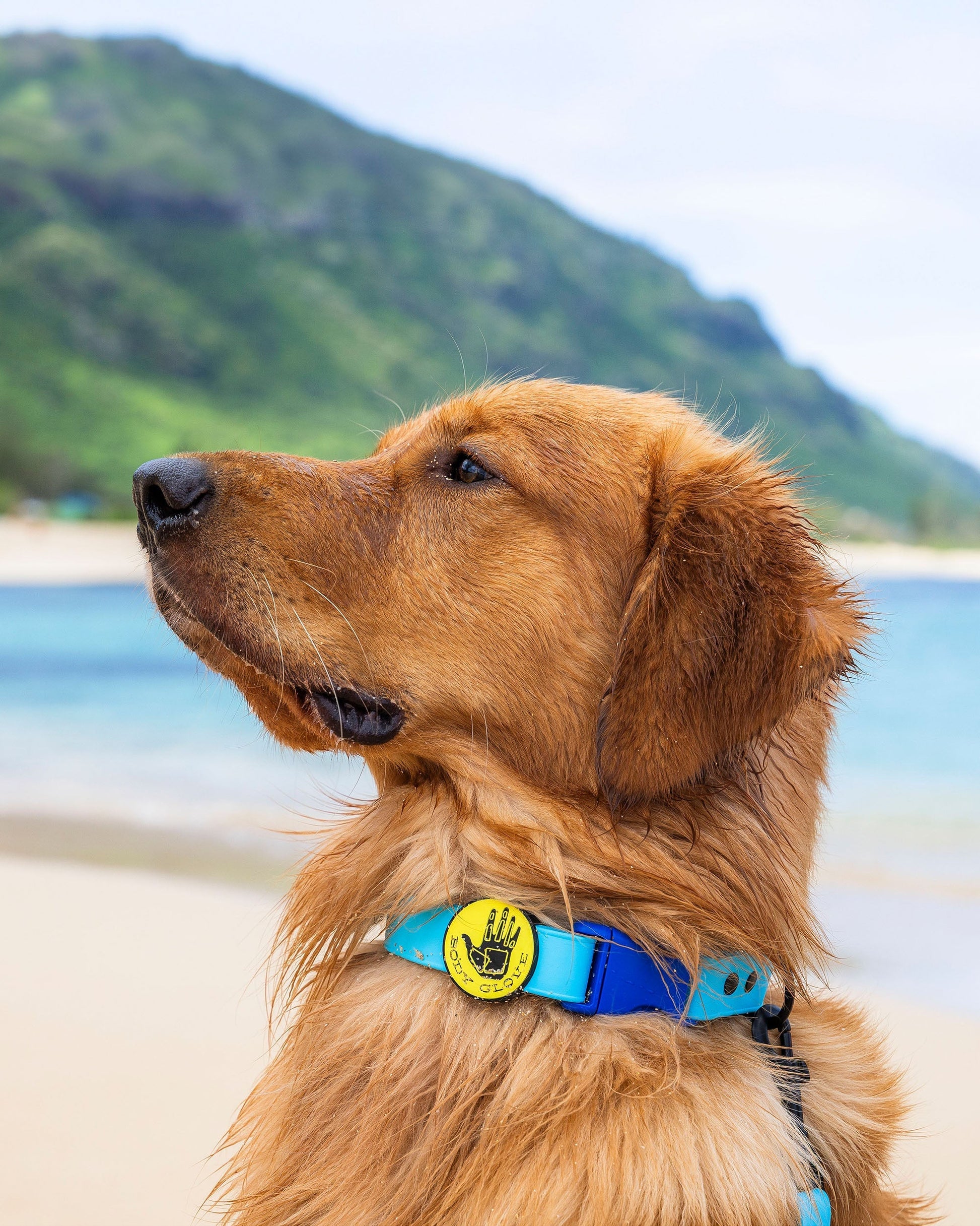 Waterproof Leash - Teal
